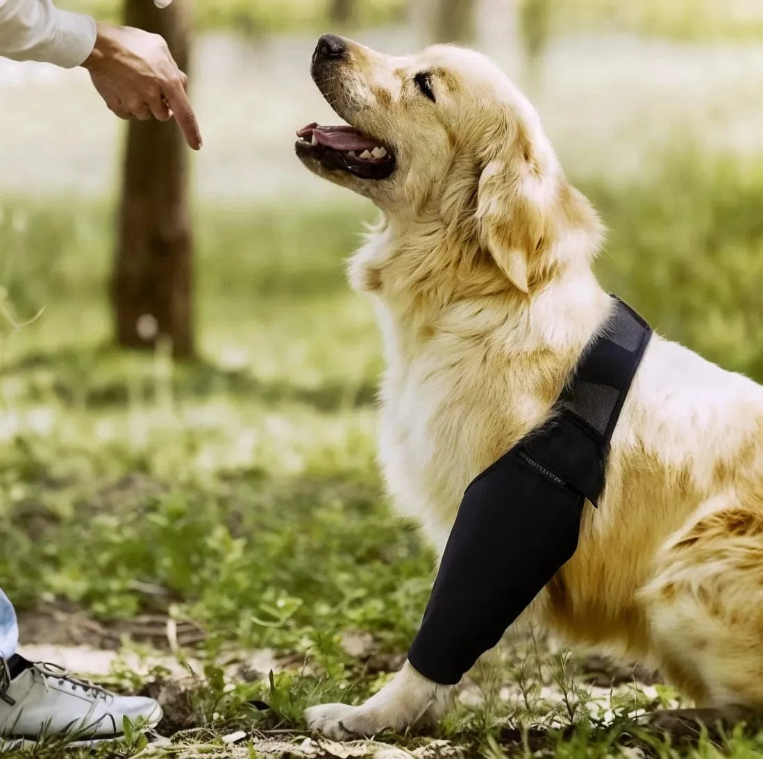 La Solution Orthopédique pour Soulager l'Arthrose de Votre Chien