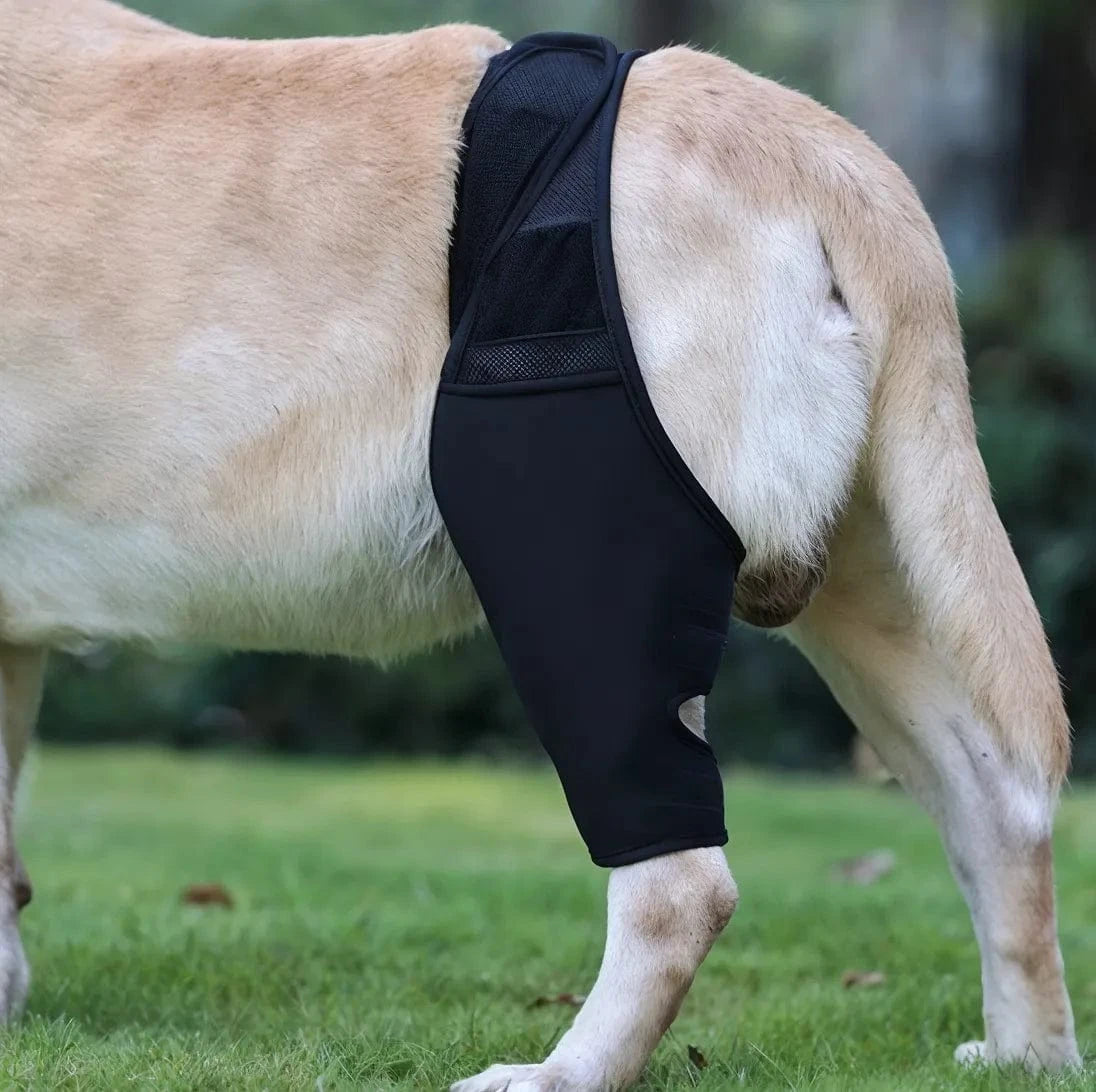 La Solution Orthopédique pour Soulager l'Arthrose de Votre Chien