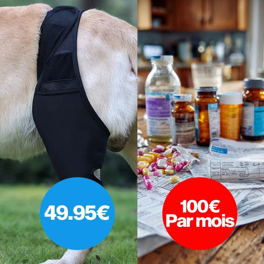 La Solution Orthopédique pour Soulager l'Arthrose de Votre Chien