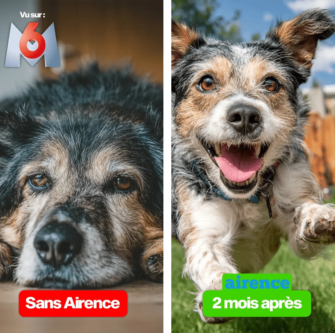 La Solution Orthopédique pour Soulager l'Arthrose de Votre Chien