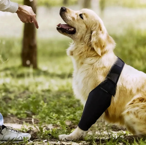 La Solution Orthopédique pour Soulager l'Arthrose de Votre Chien
